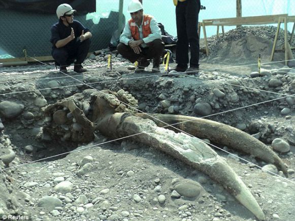 Строители обнаружили череп и бивни древнего предка слонов 