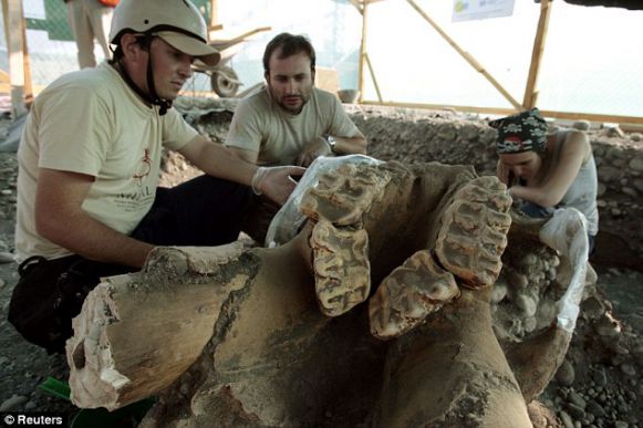 Строители обнаружили череп и бивни древнего предка слонов