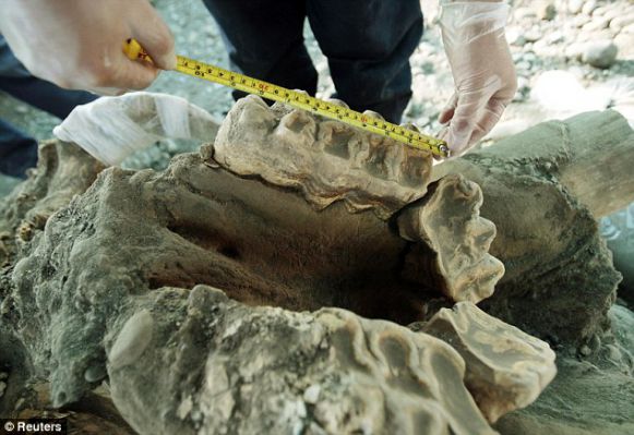 Строители обнаружили череп и бивни древнего предка слонов