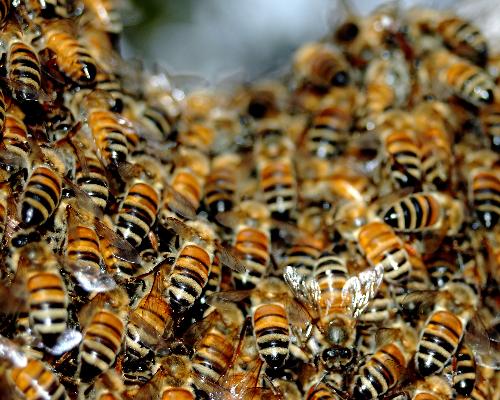 Каждую зиму в США вымирает 30–35% пчелиных колоний, хотя обычно холодный сезон не может пережить лишь 10%. (Фото Corbis.)