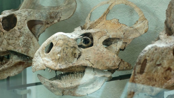 Череп Protoceratops andrewsi