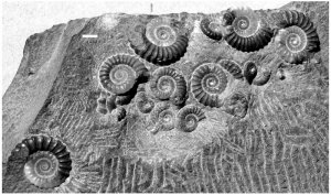 Аммониты как добыча - палеонтологи изучили повреждения на раковинах аммонитов