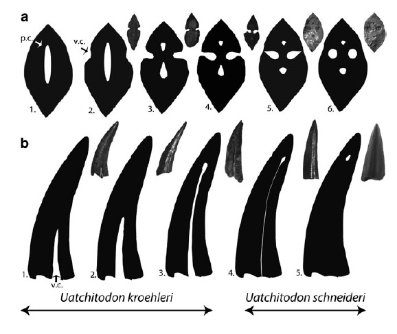 ядовитые зубы uatchitodon