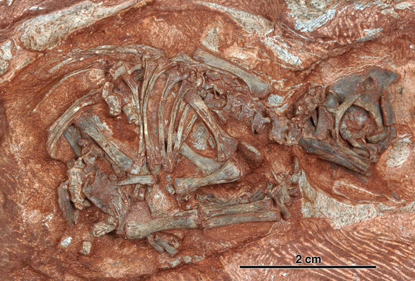 скелет детеныша Massospondylus