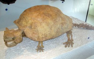 Люди охотились на гигантских рогатых черепах 3000 лет назад