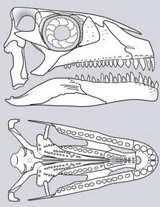 Палеонтологи исключили триасовых Azendohsaurus  из числа динозавров