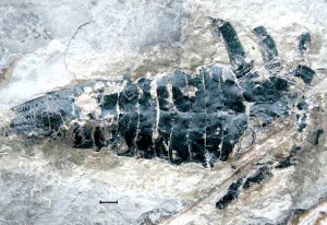 Ракоскорпионы девонского периода из Беларуси