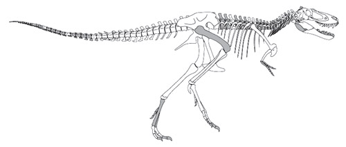 Тираннозавр Джейн