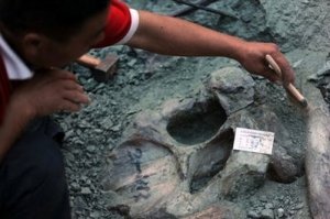 В Китае изучают одно из крупнейших кладбищ динозавров