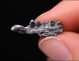 Один из самых маленьких динозавров Северной Америки найден в музее