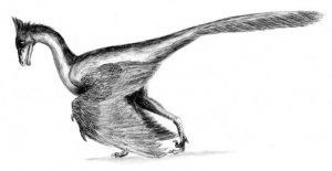 Кости археоптерикса и дромеозавров не похожи на кости птиц