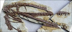 Уникальный птерозавр найден в Китае