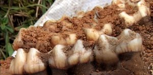 В Китае найдены окаменевшие кости древнего тапира