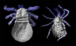 Созданы трехмерные модели двух палеозойских пауков