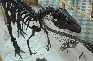 Палеонтология и финансовый кризис: в США закрывают палеонтологический музей