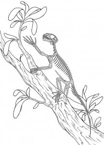 Зверообразные рептилии лазили по деревьям задолго до динозавров