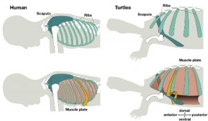 Биологи и палеонтологи изучают эмбриональное развитие черепах