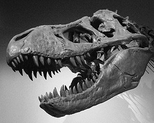 В Японии найден зуб древнего родственника тираннозавра