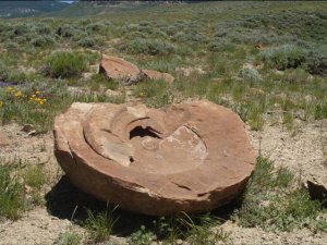 Меловые аммониты - гиганты из Колорадо