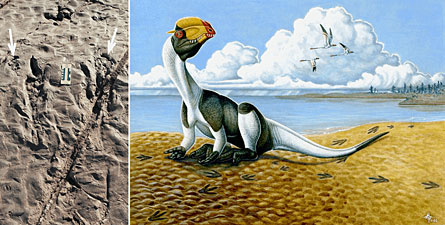 отпечаток сидящего динозавра теропода