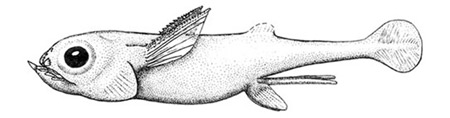 Sibyrhynchus denisoni
