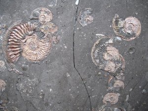 Палеонтологи нашли Ктулху
