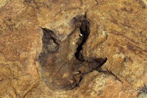 В Намибии обнаружили следы динозавров