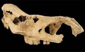 Древнейший в Европе череп шерстистого носорога 