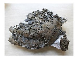 Впервые обнаружены ископаемые останки беременной черепахи