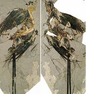   Eoconfuciusornis zhengi