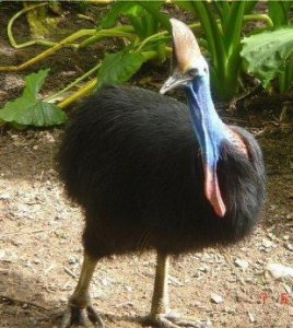 Под Парижем найден предок страуса