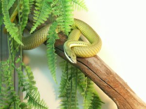 Глаза человека эволюционировали благодаря змеям?