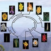 Биологи исследовали эволюционный взрыв цветов