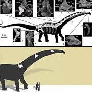 Новый вид аргентинских титанозавров с толстой шеей