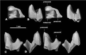 В Эфиопии нашли зуб юрского млекопитающего