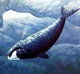 Палеонтологи нашли самого древнего гренландского кита