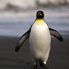 Палеонтологи обнаружили в Перу останки гигантских пингвинов