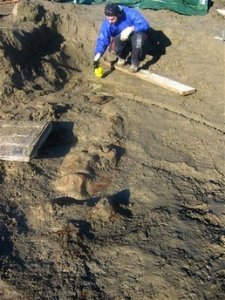 В Италии нашли скелет древнего кита