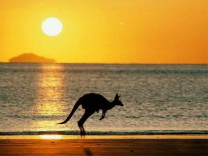 Саблезубые кенгуру вымерли от голода
