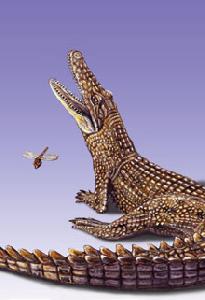 В Австралии обнаружен предок современных крокодилов