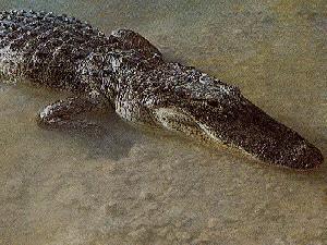 В Мексике найдены останки гигантских крокодилов, живших 130 миллионов лет назад