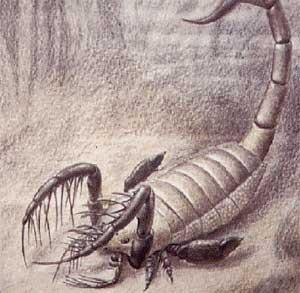 330 миллионов лет назад по земле ползали гигантские ракоскорпионы