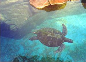 Палеонтологи обнаружили в Бразилии самую древнюю морскую черепаху