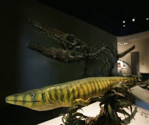 Найден древнейший мозозавр Dallasaurus turneri