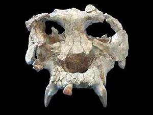 Найден еще один череп древнего примата