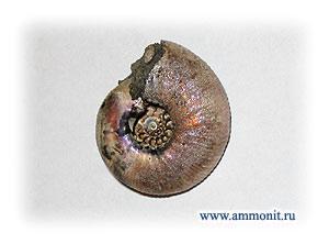 Палеонтологический сайт www.ammonit.ru открылся!