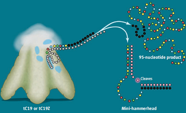 Рис. 1. Схематическое изображение нового рибозима (tC19 или tC19Z) и его «достижений». Рисунок из синопсиса к обсуждаемой статье в Science