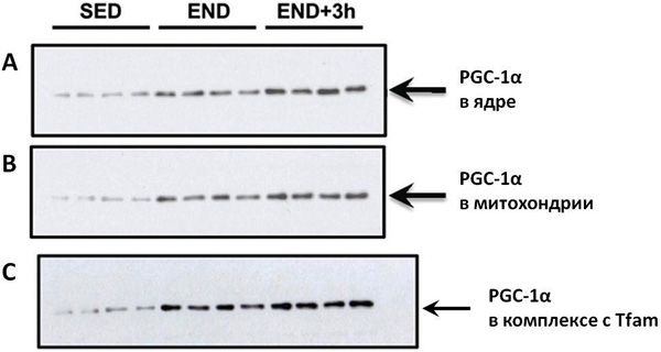 <b>Рис. 3. Увеличение количества белка PGC-1? в ядре (А) и в митохондриях (В)