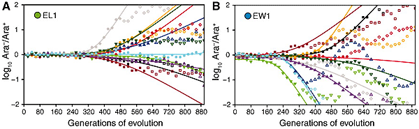 Результаты опытов, в которых определялась средняя степень полезности первой полезной мутации, возникающей в штаммах EL (слева) и EW (справа). Рисунок из обсуждаемой статьи в Science