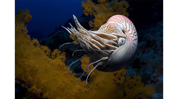 Nautilus pompilius, наутилус, стал главным героем десятилетних наблюдений в своем природном местообитании — в Коралловом море, на склонах рифа Оспрей, части Большого Барьерного рифа на северо-восточном побережье Австралии. Фото с сайта bigmoviezone.com
